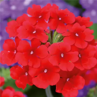 Werbena peruwiańska Samira® Scarlet